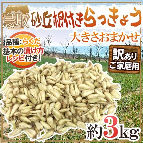 土らっきょう ”鳥取産 砂丘らっきょう” 訳あり 約3kg 大きさおまかせ【予約 5月末以降】 送料無料（Yahoo!・くらし快援隊）