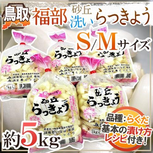 洗いらっきょう 鳥取 JAいなば 福部産 ”砂丘らっきょう” S/Mサイズ 約