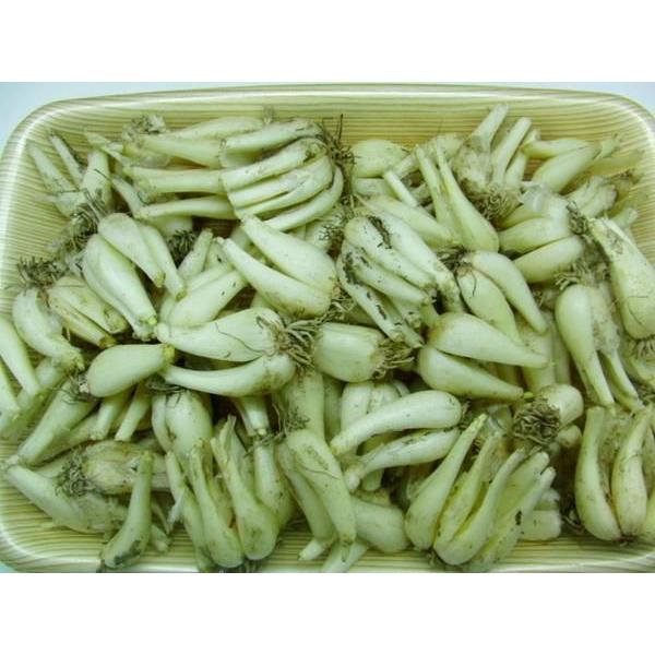 土らっきょう ”鳥取 JAいなば 福部産 砂丘らっきょう” Sサイズ 約1kg