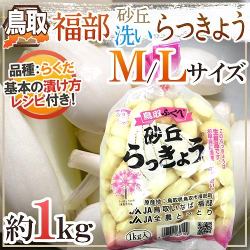 洗いらっきょう 鳥取 JAいなば 福部産 ”砂丘らっきょう” M/Lサイズ 約