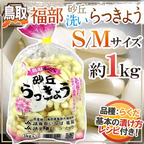 洗いらっきょう 鳥取 JAいなば 福部産 ”砂丘らっきょう” S/Mサイズ 約