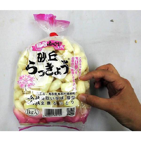 洗いらっきょう 鳥取 JAいなば 福部産 ”砂丘らっきょう” S/Mサイズ 約