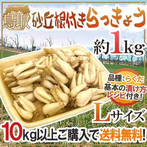 土らっきょう ”鳥取産 砂丘らっきょう” 秀品 Lサイズ 約1kg《10キロ