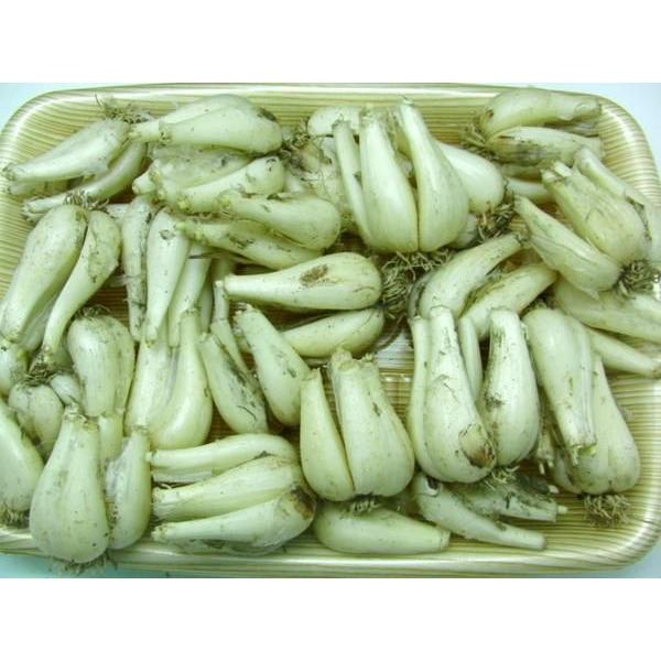 土らっきょう ”鳥取産 砂丘らっきょう” 秀品 Lサイズ 約1kg《10キロ