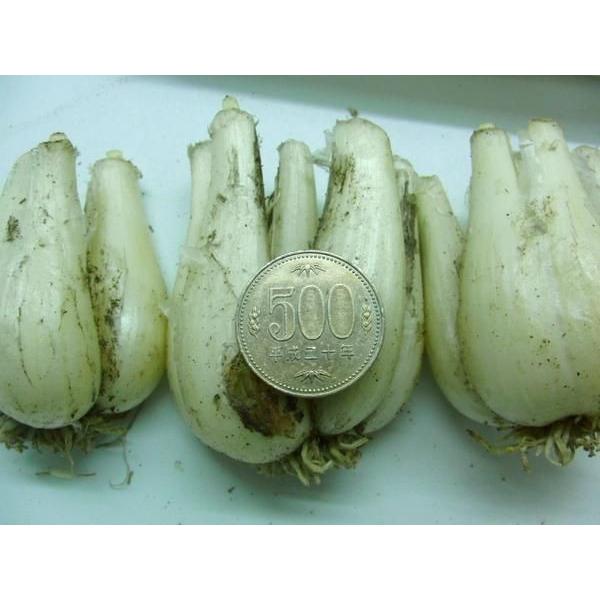 土らっきょう ”鳥取産 砂丘らっきょう” 秀品 Lサイズ 約1kg《10キロ