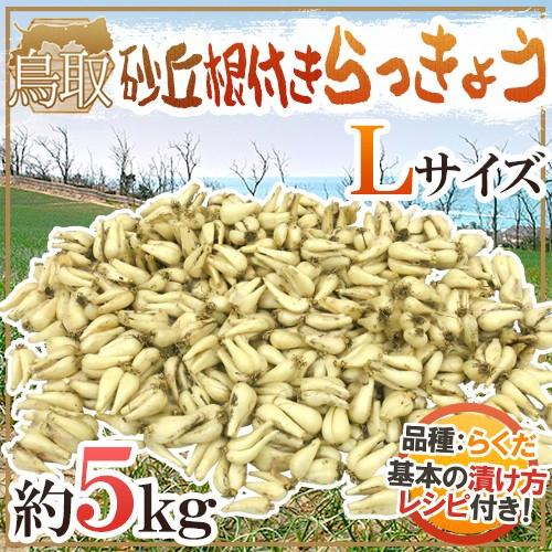土らっきょう ”鳥取産 砂丘らっきょう” 秀品 Lサイズ 約5kg【予約 5月末以降】 送料無料（Yahoo!・くらし快援隊）