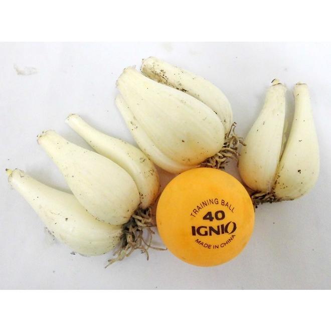 【Quick Quickさん専用】鳥取県産 砂丘らっきょう Ｌ５kg Quick Quickさん専用】鳥取県産 砂丘らっきょう L5kg Quick Quick