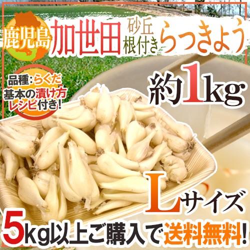 土らっきょう 鹿児島 加世田産 ”砂丘らっきょう” 秀品 Lサイズ 約1kg ... 土らっきょう 鹿児島 加世田産 ”砂丘らっきょう” 秀品 Lサイズ 約1kg ...