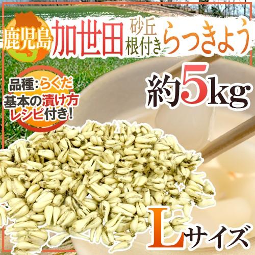 鹿児島県産砂丘らっきょう 5kg 鹿児島県産砂丘らっきょう 5kg【公式