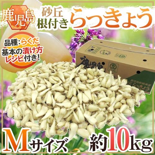 鹿児島県産　土付きらっきょう　箱込10キロ　b 土らっきょう 鹿児島産 ”砂丘らっきょう” 秀品 Mサイズ 約10kg【予約 5