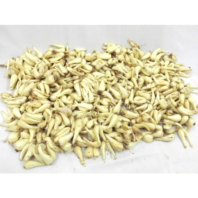 土らっきょう 鹿児島産 ”砂丘らっきょう” 秀品 Mサイズ 約10kg【予約 5