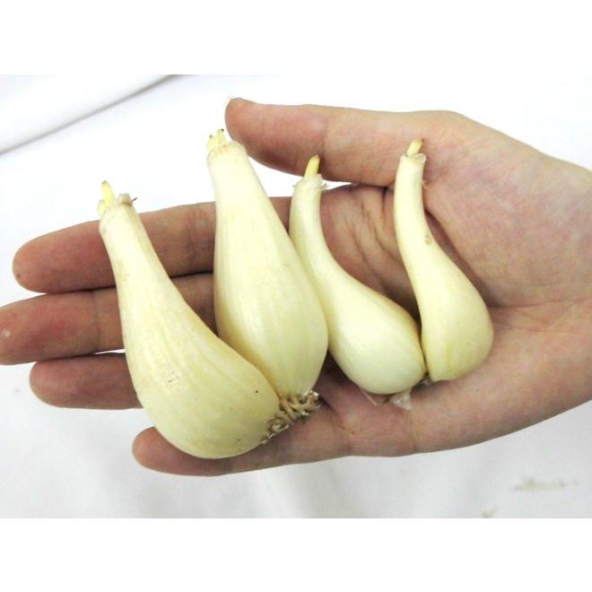 土らっきょう 鹿児島産 ”砂丘らっきょう” 秀品 Mサイズ 約10kg【予約 5