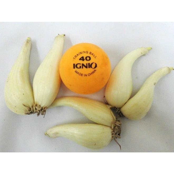 土らっきょう 鹿児島産 ”砂丘らっきょう” 秀品 Mサイズ 約10kg【予約 5