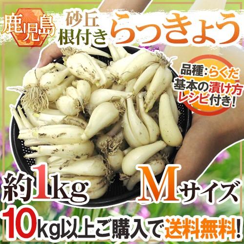 土らっきょう ”鹿児島産 砂丘らっきょう” 秀品 Mサイズ 約1kg《10キロ