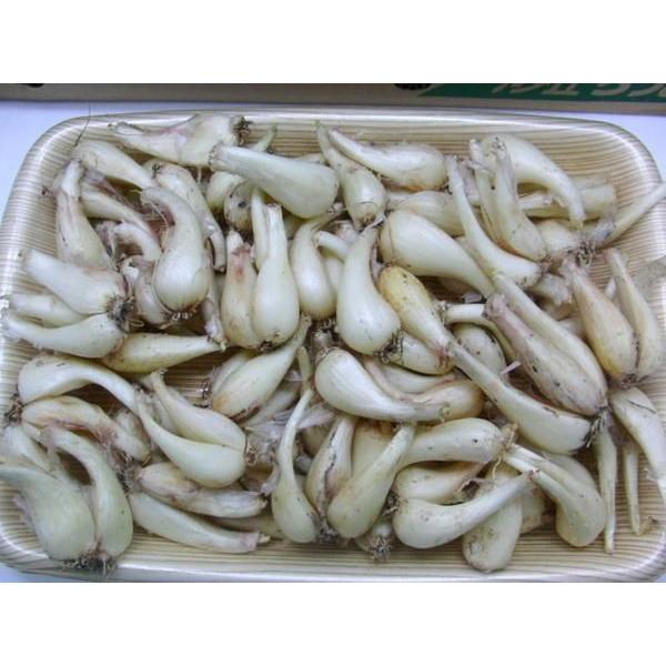土らっきょう 鹿児島産 ”砂丘らっきょう” 秀品 Mサイズ 約1kg《10キロ ... 土らっきょう 鹿児島産 ”砂丘らっきょう” 秀品 Mサイズ 約1kg《10キロ ...
