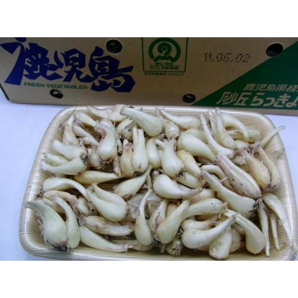 土らっきょう ”鹿児島産 砂丘らっきょう” 秀品 Mサイズ 約1kg《10キロ