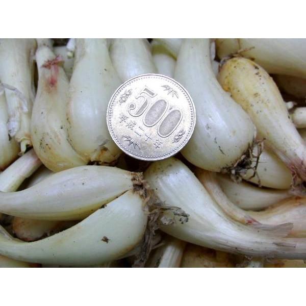 土らっきょう ”鹿児島産 砂丘らっきょう” 秀品 Mサイズ 約1kg《10キロ