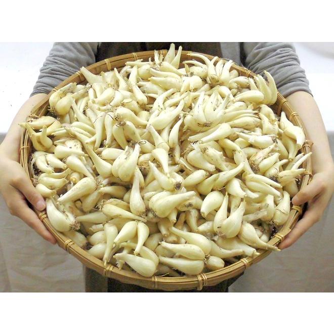 土らっきょう ”鹿児島産 砂丘らっきょう” 秀品 Mサイズ 約5kg【予約 5