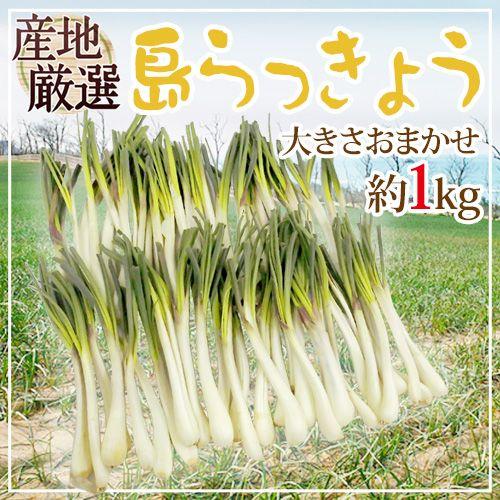 鹿児島県産　土付きらっきょう　Sサイズ　約20キロ 鹿児島県産 土付きらっきょう Sサイズ 約20キロ 鹿児島県産 土付き
