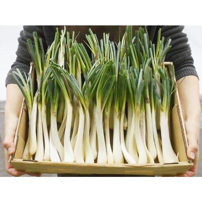 沖縄・鹿児島・産地厳選 ”島らっきょう” 大きさおまかせ 約1kg【予約