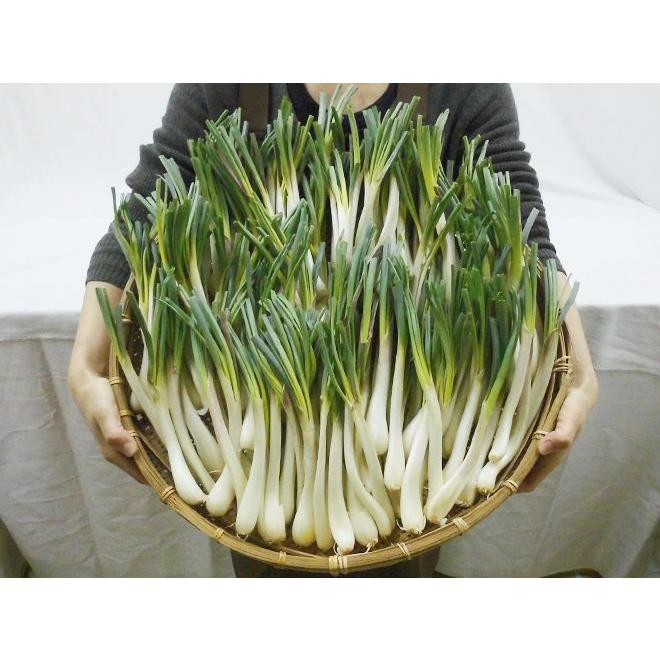 沖縄・鹿児島・産地厳選 ”島らっきょう” 大きさおまかせ 約2kg【予約