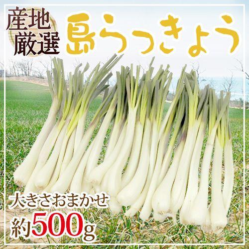 沖縄・鹿児島・産地厳選 ”島らっきょう” 大きさおまかせ 約500g【予約