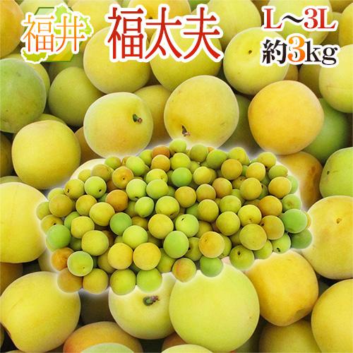 福井産 福太夫（ふくだゆう）” 秀品 L〜3L 約3kg 梅【予約 5月末以降