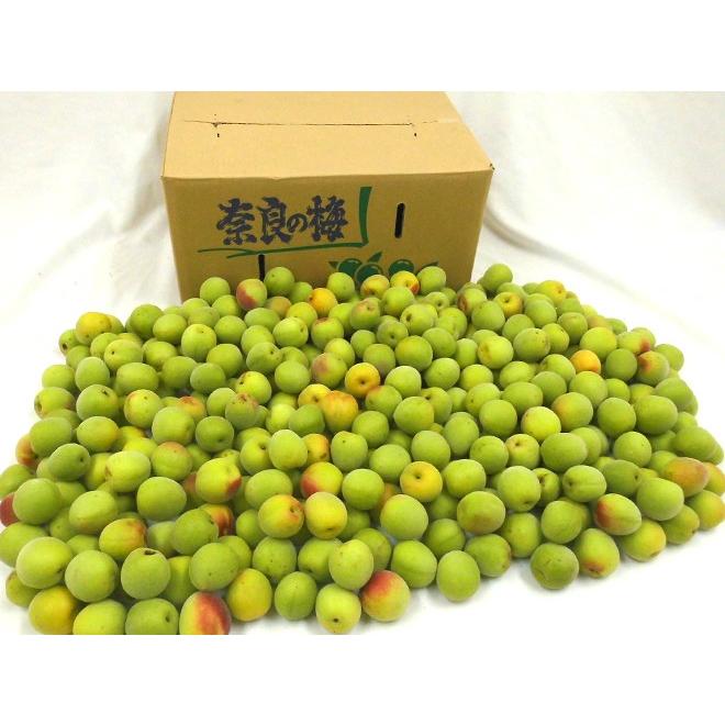 奈良・和歌山産 ”南高梅” ちょっと訳あり L/2L 約10kg【予約 6月初旬 