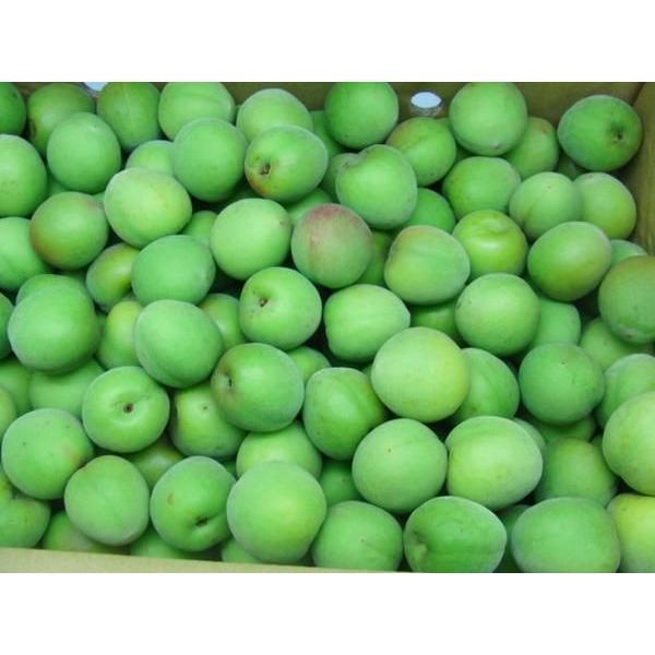 紀州・和歌山産 南高梅 青梅” 秀品 3Lサイズ 約1kg《10キロ購入で送料 