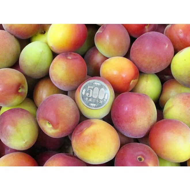 和歌山産 JA紀南 パープルキング” 秀品 L〜3L 約2kg 大梅 南高梅【予約