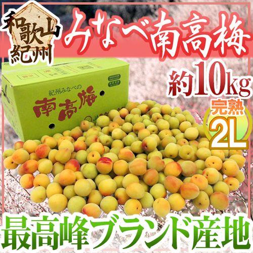 紀州・和歌山産 ”みなべ南高梅 熟梅” 秀品 2L 約10kg【予約 6月以降 