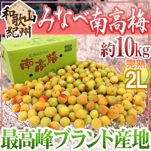 紀州・和歌山産 ”みなべ南高梅 熟梅” 秀品 2L 約10kg【予約 6月以降】 送料無料｜kurashi-kaientai