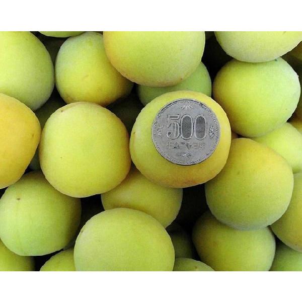 紀州・和歌山産 南高梅 完熟” 秀品 2L〜3L 約2kg【予約 6月以降】 送料 