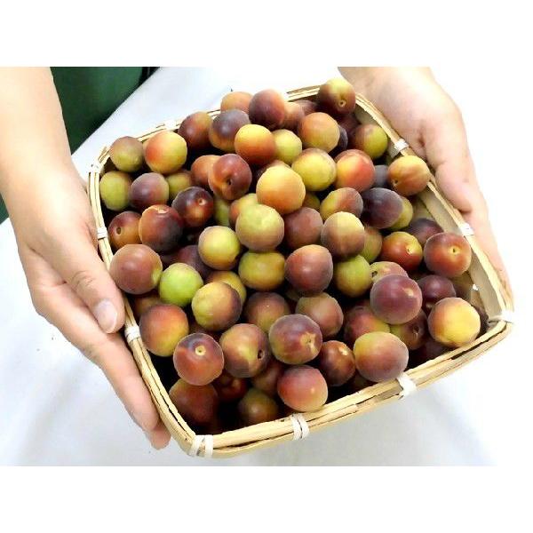 紀州・和歌山産 JA紀南 パープルクイーン” 秀品 L〜2L 約1kg 小梅