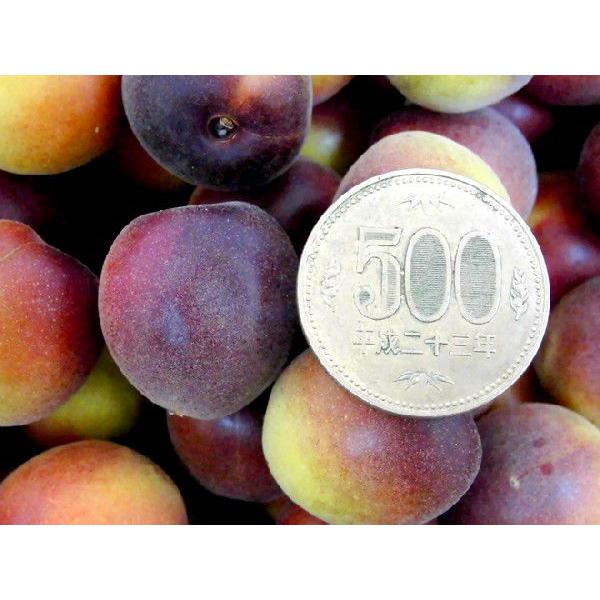 和歌山　パープル　紫　小梅　5kg 和歌山小梅紫パープル5kg