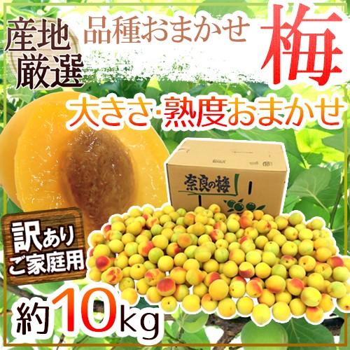梅” 訳あり 約10kg 産地厳選 品種・熟度おまかせ 大きさおまかせ【予約