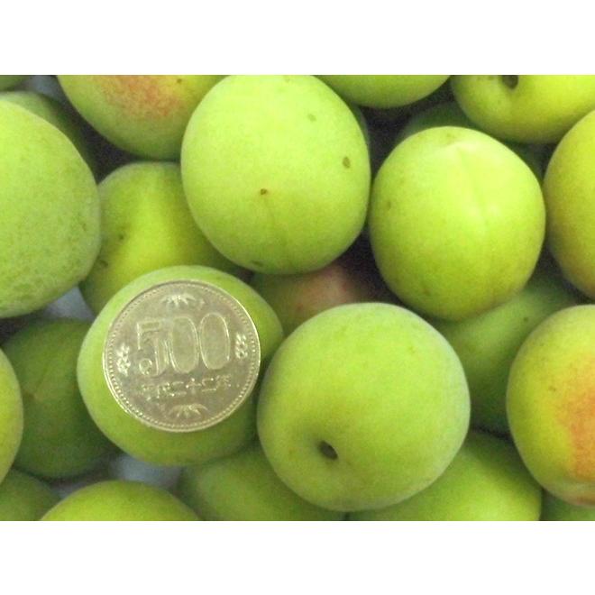 梅” 訳あり 約10kg 産地厳選 品種・熟度おまかせ 大きさおまかせ【予約