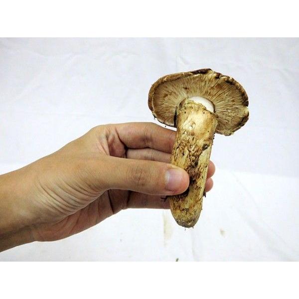 新鮮マツタケ 国産松茸” 約100g 大きさおまかせ 産地厳選【予約 9月下旬以降