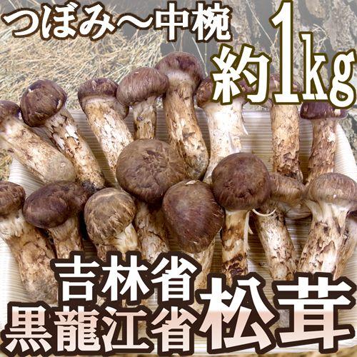 限定価格セール 中国 吉林省産 特選 松茸 約1kg つぼみ 中椀 大きさおまかせ 予約 8月中下旬 9月末頃 送料無料 Kiturin 1kg くらし快援隊 通販 Yahoo ショッピング 超激安 Blog Lonolife Com