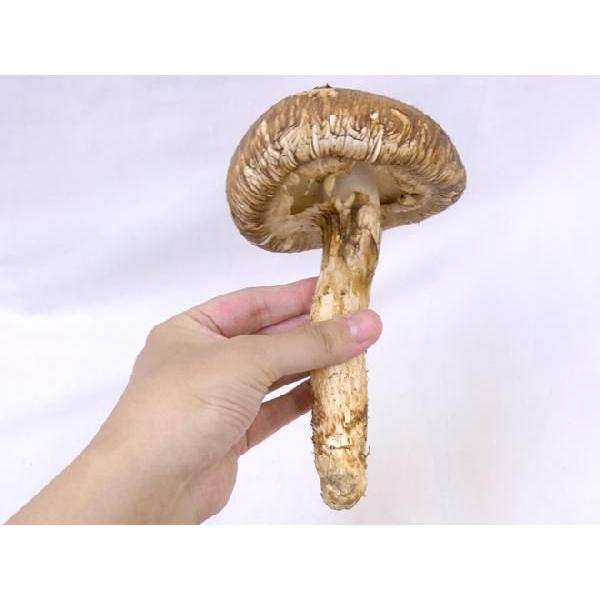 中国 吉林省産 松茸 3 6本前後 約0g セール特価 送料無料 予約 つぼみ 中椀 8月中下旬 9月末頃