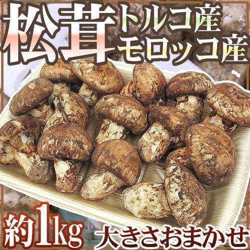 トルコ・モロッコ産 ”松茸” 約1kg 大きさおまかせ【予約 11月以降 