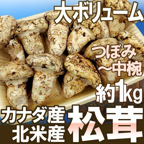 カナダ・北米産 ”松茸” 約1kg つぼみ〜中椀 大きさおまかせ 送料無料
