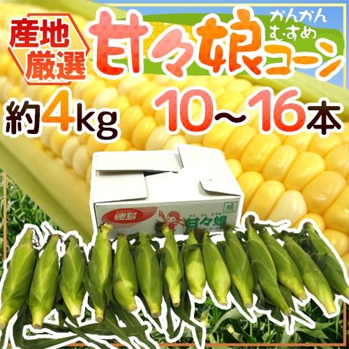 甘々娘（かんかんむすめ）コーン” 約4kg 10〜16本 フルーツコーン 産地