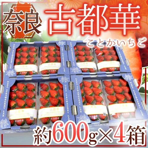 奈良県産 ”古都華いちご” 2pc×《4箱》（1pcあたり 約300g）【予約 12月