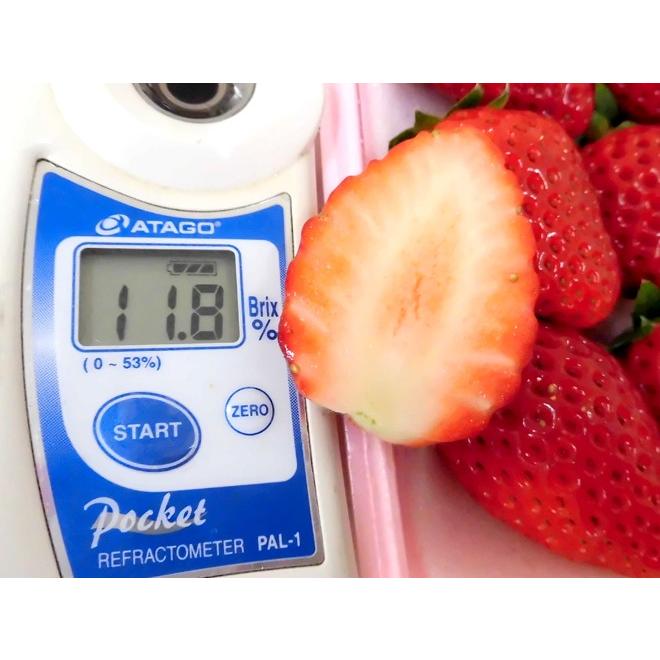 まりひめ いちご 大粒(箱込み約750g×3) 13日発送 苺 イチゴ 030-mari300g4pc10.jpg