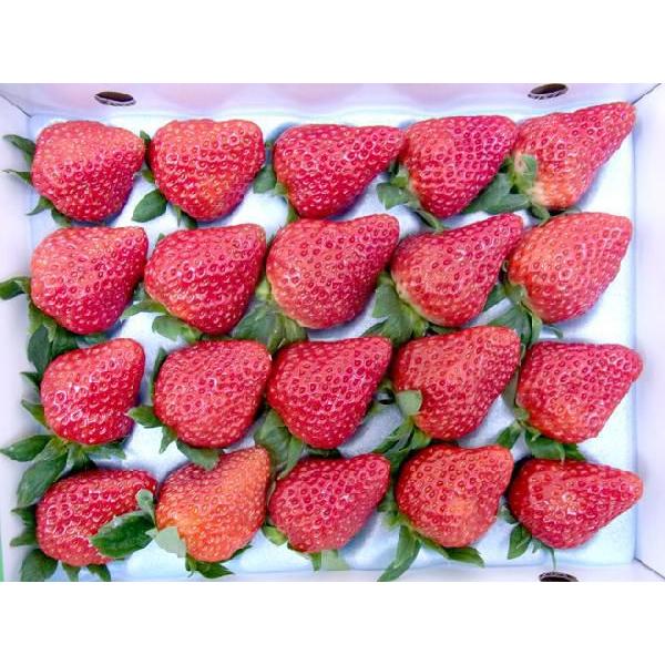 徳島県 ”眉山産 紅ほっぺ” 大粒16〜24粒 化粧箱 いちご【予約 12月以降