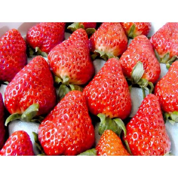 徳島県 ”眉山産 紅ほっぺ” 大粒16〜24粒 化粧箱 いちご【予約 12月以降