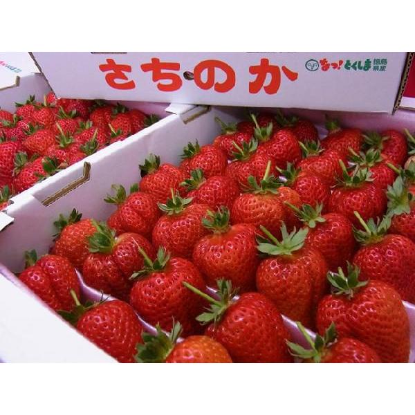 徳島産 枝付き ”さちのか” 大粒 約1.2kg（風袋込） いちご【予約 1月