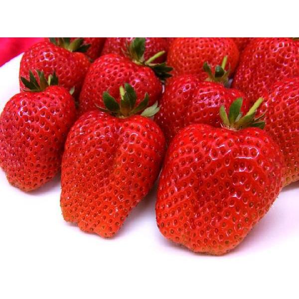 徳島産 枝付き ”さちのか” 大粒 約1.2kg（風袋込） いちご【予約 1月