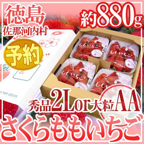 徳島県 ”佐那河内産 さくらももいちご” 秀品2L or 大粒AA 220g×4pc